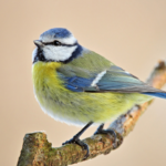 Just One Teaspoon a Day: Why Honey Mixed with Cinnamon Has Everyone Talking