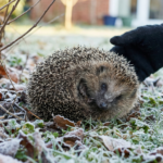 Eating Sprouted Potatoes: Is It Safe? Here’s What You Should Know