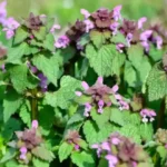 Homemade Lemon Jam: The Easiest and Fastest Recipe