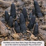 The Strange Orange Jelly on Your Tree: What Is This Alien-Looking Organism?