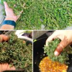 Why Okra May Support Health, According to Experts