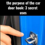 My Neighbor Gave Me a Bag of These: Discovering the Mystery of Black Trumpet Mushrooms