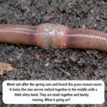 You’re Doing It All Wrong: Here’s How to Plant a Lemon in a Cup & Get Your Home Smelling Fresh