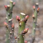 Why This DIY Backyard Hack is Going Viral