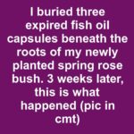 How to Wake Up Dormant Roses: 5 Early-Season Steps for a Spectacular Spring Bloom