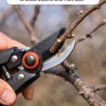 Buried Three Expired Fish Oil Capsules Beneath the Roots of My Newly Planted Spring Rose Bush… 3 Weeks Later, This Is What Happened