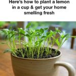 Found After the Rain: The “Mutant Worm” Mystery Explained (And Why It’s Totally Natural)