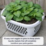 How to Reuse Old Potting Soil and Make It Like New Again