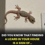 Lady Combines Mismatched Thrift Store Plates and Transforms Them Into Something Straight Out of a Dream