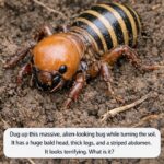 Transform Your Backyard with This Genius Solar Light Hack