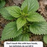 Why Do My New Neighbors Have a Purple Porch Light? The Meaning Might Surprise You