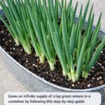 8 Urgent Dividing Secrets You Need to Know Before New Leaves Fully Open