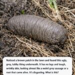 Strange Tunnels in Your Lawn After Snow? Here’s the Surprising Animal Behind It