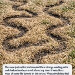 Found a Strange Grey “Sausage” in Your Lawn? Here’s the Surprising Truth