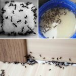 Don’t Touch This Plant Bare-Handed… But Whatever You Do, Don’t Kill It