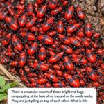 My Grandmother’s Bay Leaf Mop Trick: The Natural Cleaning Secret That Transforms Your Home