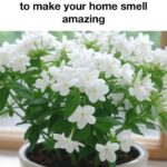 A Natural Way to Restore Faded Dark Clothes to Their Former Rich Color