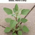 My Grandmother’s Bay Leaf Mop Trick: The Natural Cleaning Secret That Transforms Your Home