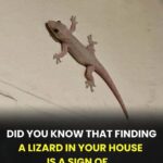 Add a Couple of Drops of Essential Oil to Your Floor-Cleaning Water: A Fresh Home That Naturally Repels Ants and Cockroaches