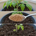 The Ancient Remedy of Hot Salt for Neck Pain, Coughs, and Colds