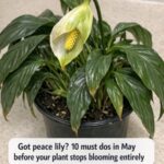 Got Snake Plant? 9 Tasks You Can’t Skip in May for Maximum Pup Production