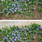 Goodbye Ants Without Chemicals: They Hate This Ingredient