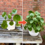Want to Grow a Snake Plant from a Leaf? Try These 7 Tips