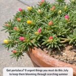 These Plants May Help Keep Mosquitoes, Flies, Ants and Other Pests Away From Your Home