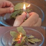 Health and Medicinal Benefits of Common Mallow (Malva spp.)